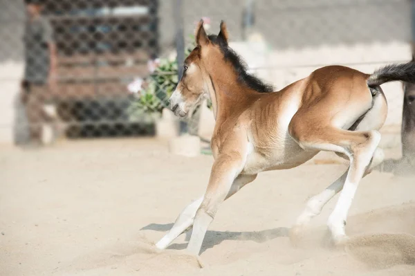 Running and playing Marwari chestnut colt in paddock. India — Stock Photo, Image