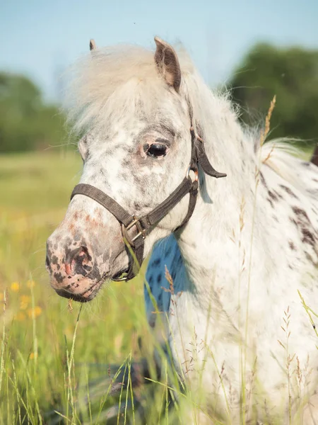Porträtt av Appaloosa ponny på ängen — Stockfoto