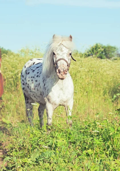 Appaloosa pony v louce — Stock fotografie