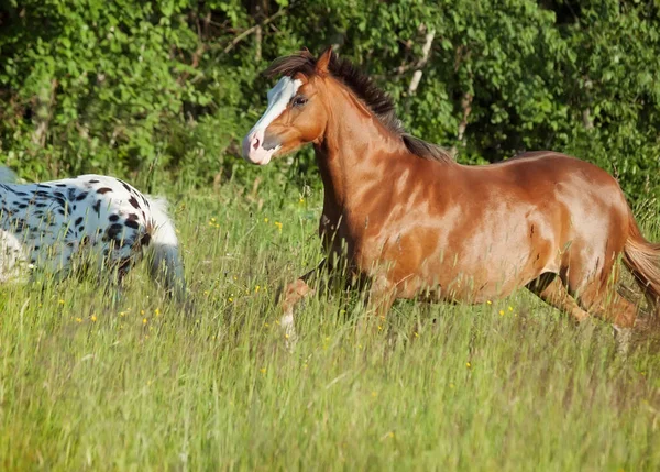Welsh pony a mini appaloosa, běh v terénu — Stock fotografie
