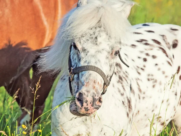 Retrato de pastoreo Appaloosa pony en el prado —  Fotos de Stock