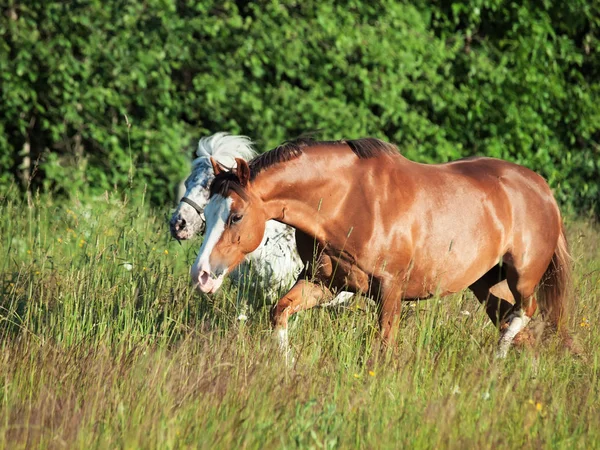 Galês pônei e mini Appaloosa correndo no campo — Fotografia de Stock