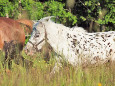 Appaloosa midilli alanında çalışan