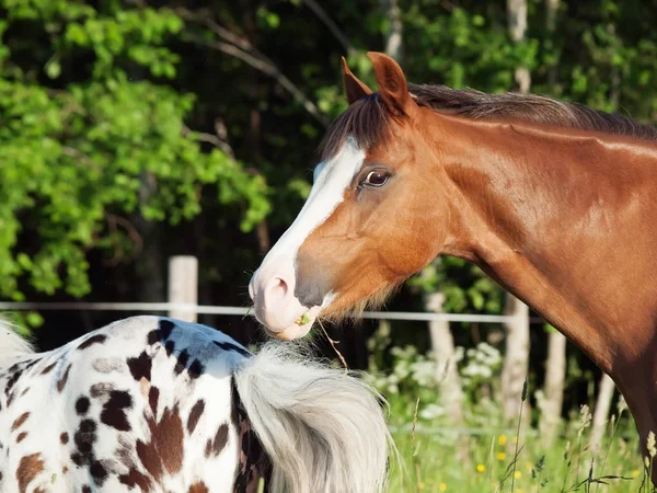 Porträt eines rennenden walisischen Ponys in Freiheit — Stockfoto