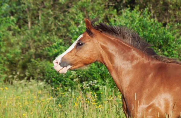 Портрет бега валлийского пони в поле на свободе — стоковое фото