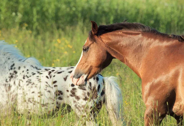 Pony galés y mini Appaloosa corriendo en el campo — Foto de Stock