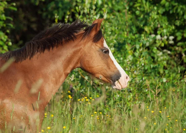Portrait of running welsh pony in the field at freedom — Stock Photo, Image