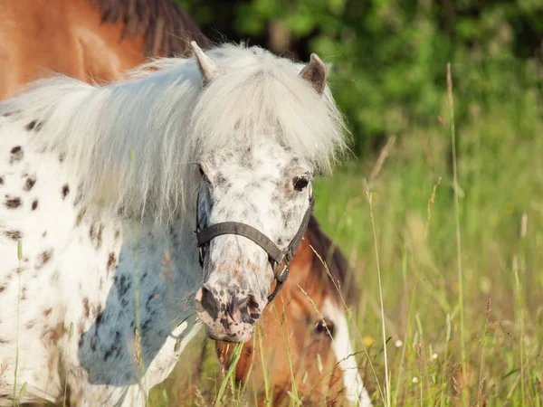 Porträt eines Appaloosa-Ponys auf einem Feld in Freiheit — Stockfoto