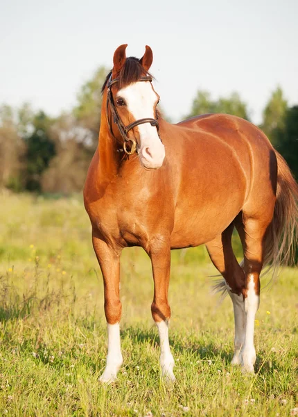 美しい草原でポーズ ポニー馬をウェールズ語 — ストック写真