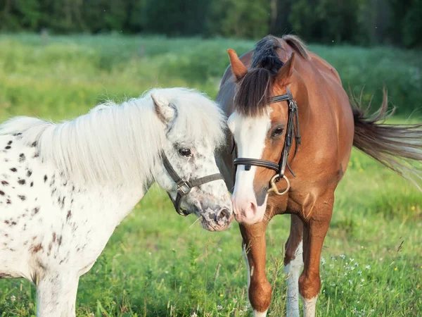 Welsh ponny och mini Appaloosa poserar tillsammans — Stockfoto