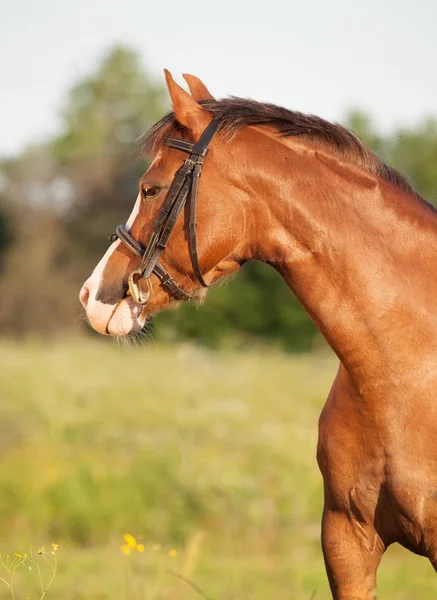 Portrait de la belle jument poney galloise — Photo