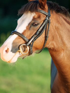 güzel portresi midilli mare Galce. yakın çekim