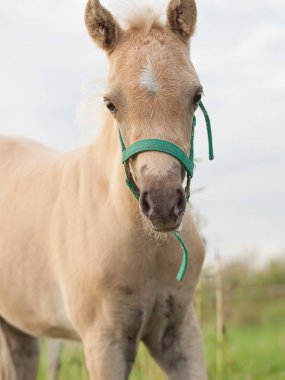 Galce midilli tayı portresi. Bulutlu akşam