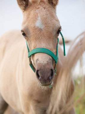 Galce midilli tayı portresi. Bulutlu akşam