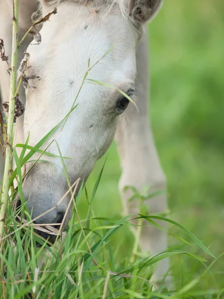 Ritratto di puledro pony gallese al pascolo. vicino — Foto Stock