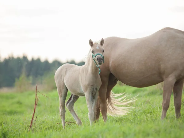 Ουαλικά pony foal με τη μαμά. συννεφιά το βράδυ — Φωτογραφία Αρχείου