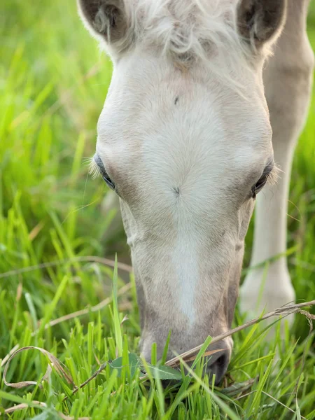 Portrait of grazing welsh foal. close up. cloudy evening — Stock Photo, Image