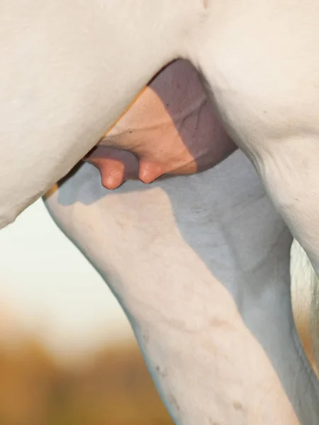 Konie wymię karmienia mare. z bliska — Zdjęcie stockowe
