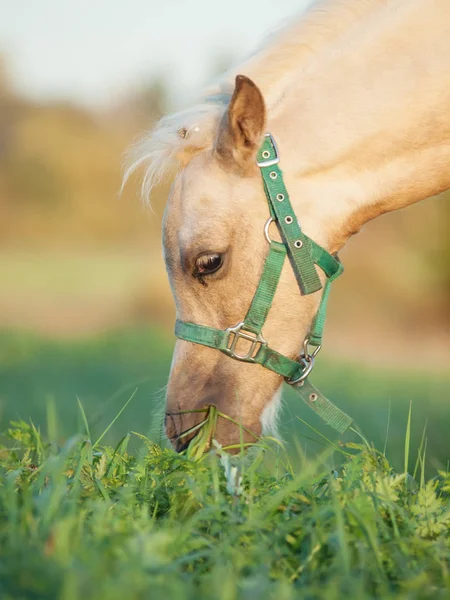 Porträtt av betande welsh ponny föl .sunny kväll — Stockfoto