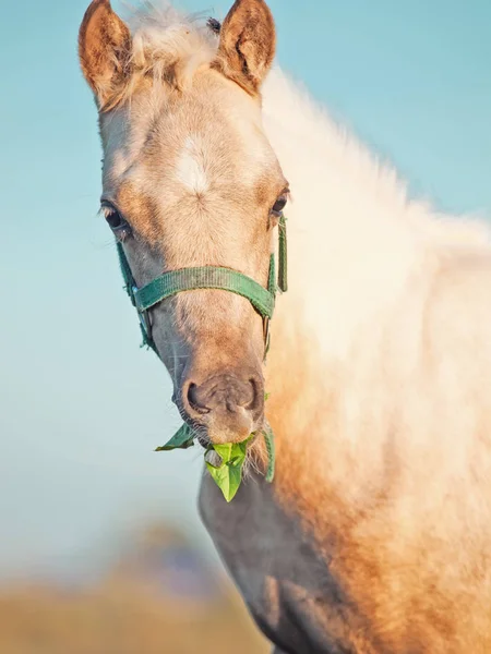 Portrait of welsh  pony  foal.sunny  evening — Stock Photo, Image