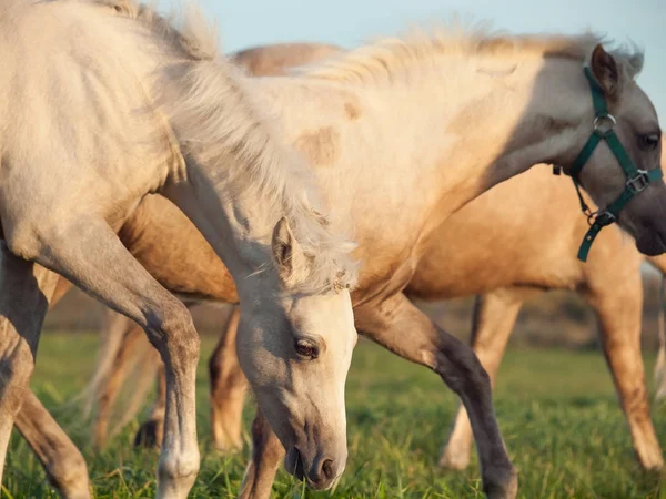 Život ve stádu. posunutí stádo pony na svobodě — Stock fotografie