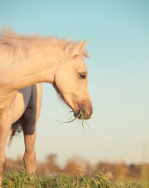 Portret van welsh pony merrieveulen op de hemelachtergrond. Close-up — Stockfoto