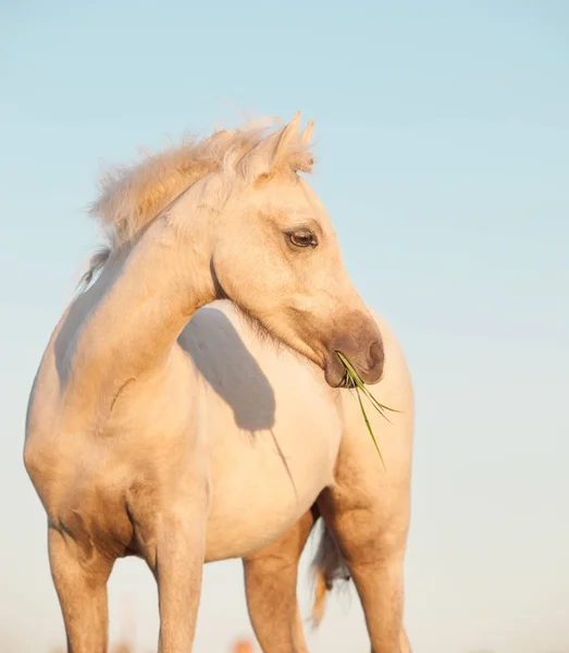 Portrait de pouliche de poney gallois sur fond de ciel. gros plan — Photo