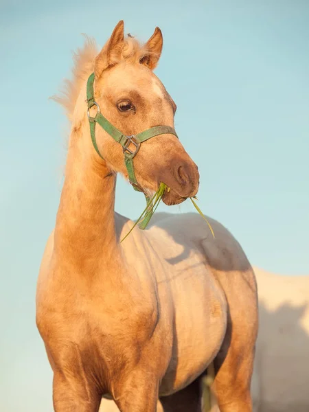 Portret van welsh pony merrieveulen op de hemelachtergrond. Close-up — Stockfoto