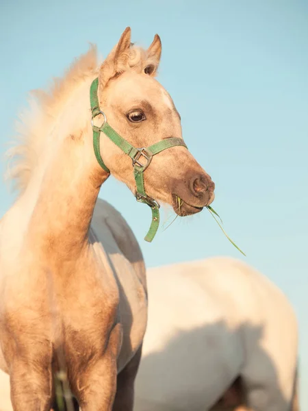 Portret van welsh pony merrieveulen op de hemelachtergrond. Close-up — Stockfoto