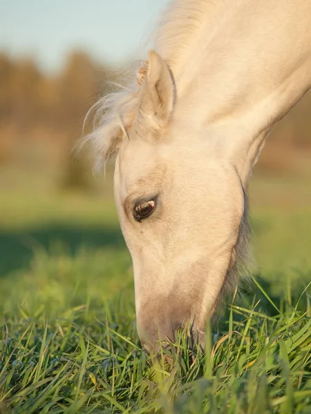 Portrait of grazing welsh  pony  foal . — Stock Photo, Image