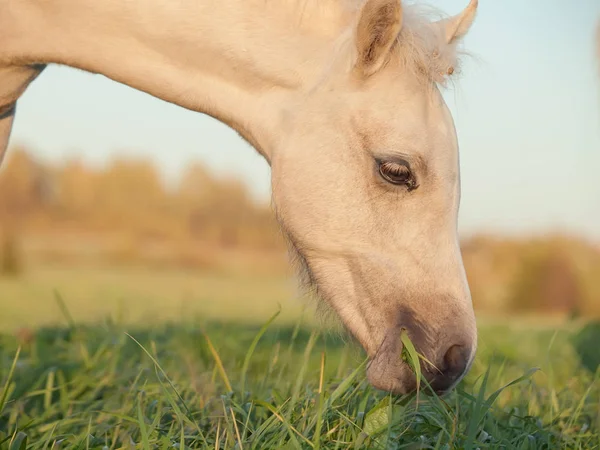 Ritratto del puledro pony gallese al pascolo  . — Foto Stock