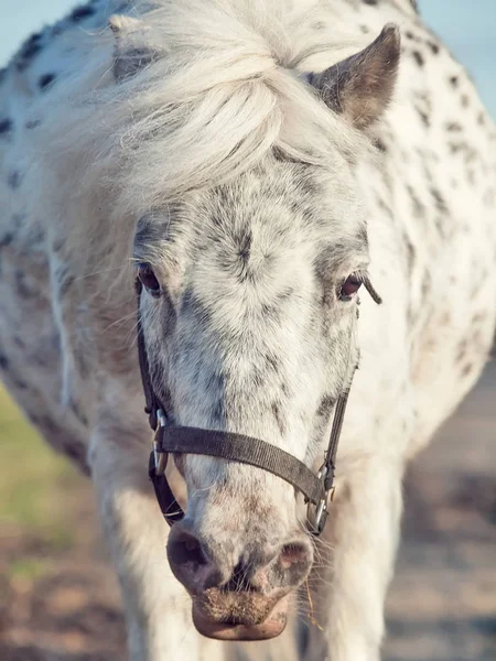 Divertente ritratto di corsa appaloosa pony. vista frontale — Foto Stock