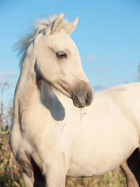 Portret van crème pony veulen op vrijheid. — Stockfoto