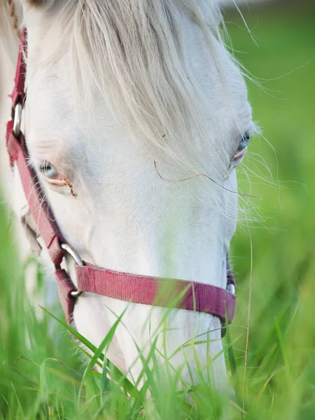 Portret van begrazing bruin welsh pony op grasland. Close-up — Stockfoto