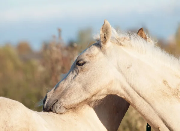 Midilli foals çayırda damat — Stok fotoğraf