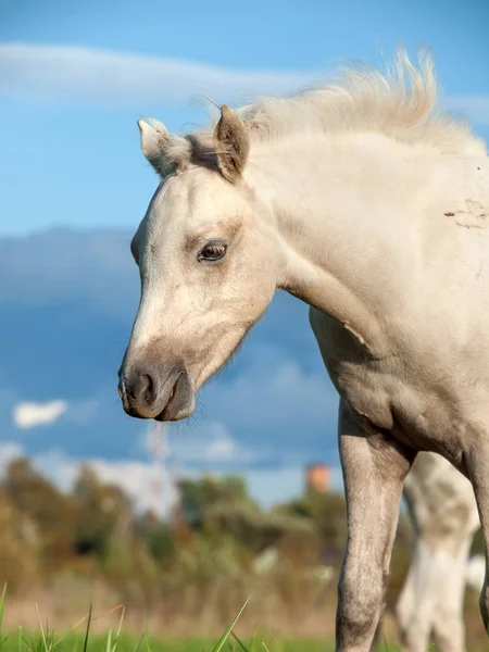 ウェールズ ポニー馬は牧草地での放牧の肖像画 — ストック写真