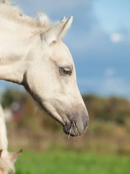 Porträtt av welsh ponny föl i Hagen — Stockfoto