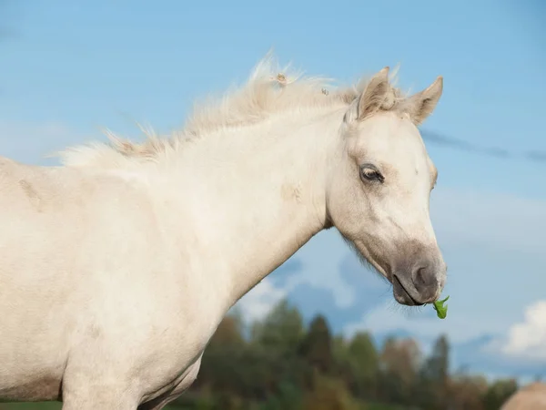 Retrato de la alimentación potro pony galés en el pasto en el cielo backg —  Fotos de Stock