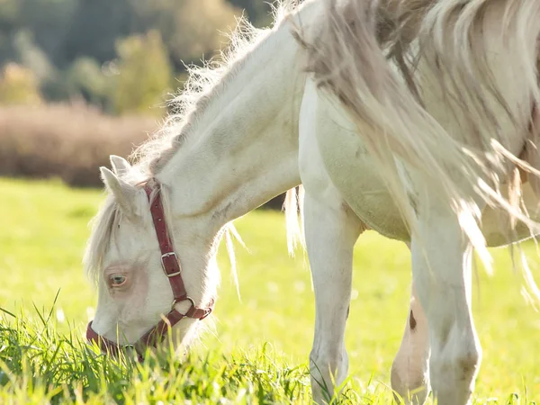 Crema represa pony galés en el campo . —  Fotos de Stock