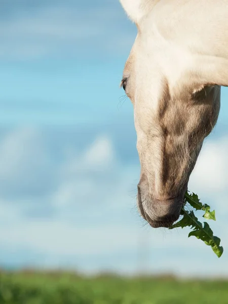 Retrato de potro de pony galés pastando en el pasto. vista posterior —  Fotos de Stock