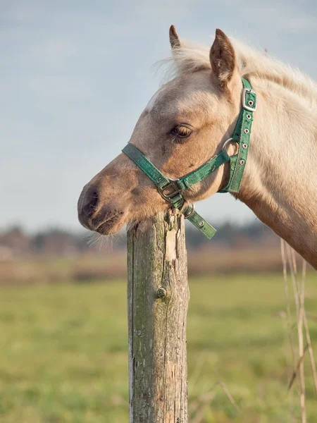 Grooming palomino welsh ponny Ungsto — Stockfoto