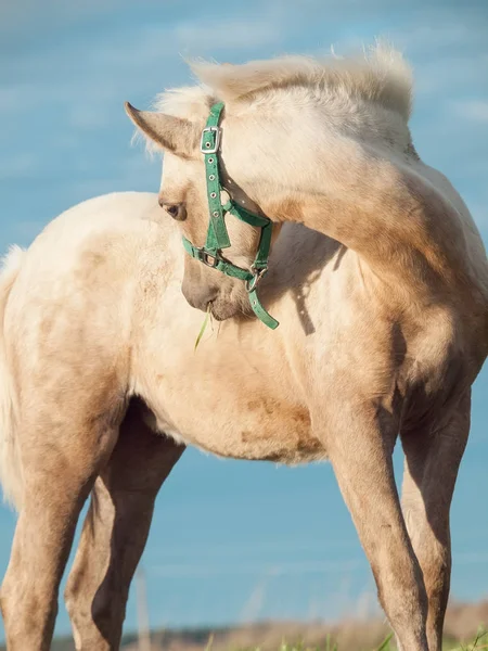 Pflege Palomino Walisisch Pony Stutfohlen am Himmel Hintergrund — Stockfoto