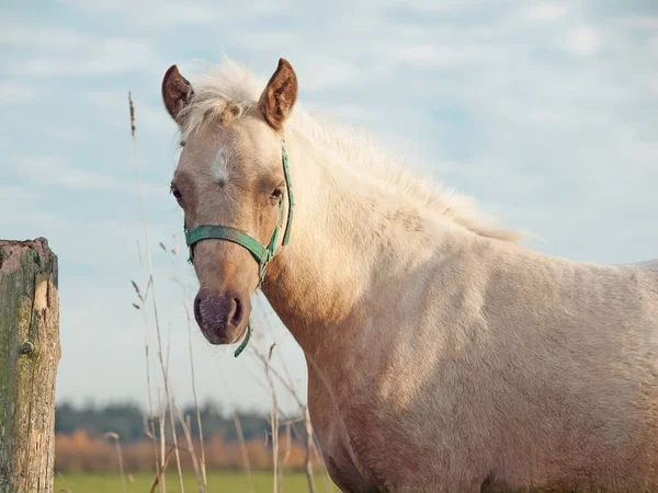 Pflege Palomino Welsh Pony Stutfohlen. Freiheit — Stockfoto