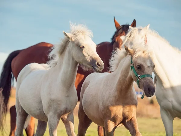 Leben in Herden. bewegende Ponyherde in Freiheit. Sonnenuntergang — Stockfoto