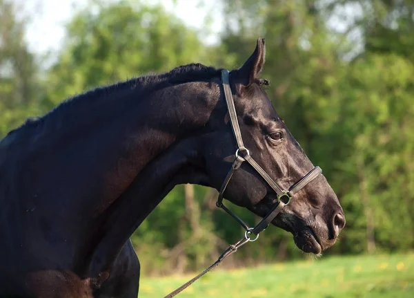 美丽的黑色品种种马的肖像 — 图库照片