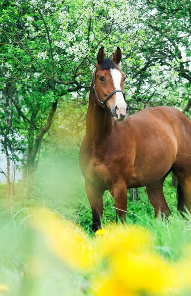 Bay Trakehner horse near blossom tree — Stock Photo, Image