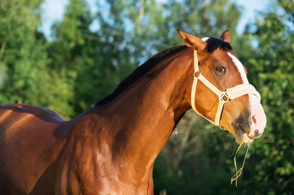 Zabawny portret koń gniady — Zdjęcie stockowe