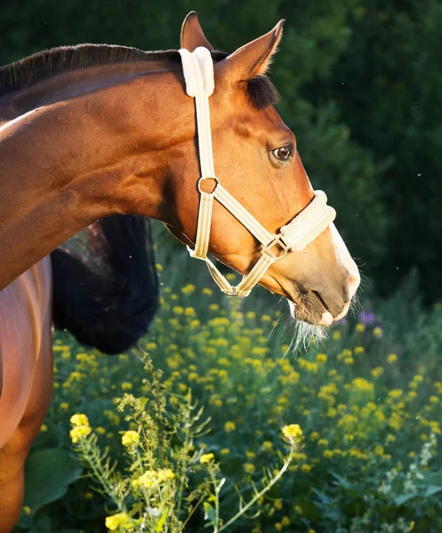 Bay horse portréja. nyári — Stock Fotó