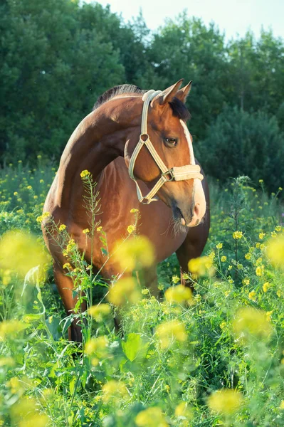 Sportovní kůň posingin Čokoladové pastviny. — Stock fotografie