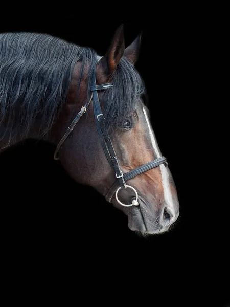 Retrato de hermoso semental deportivo de raza en el fondo negro — Foto de Stock